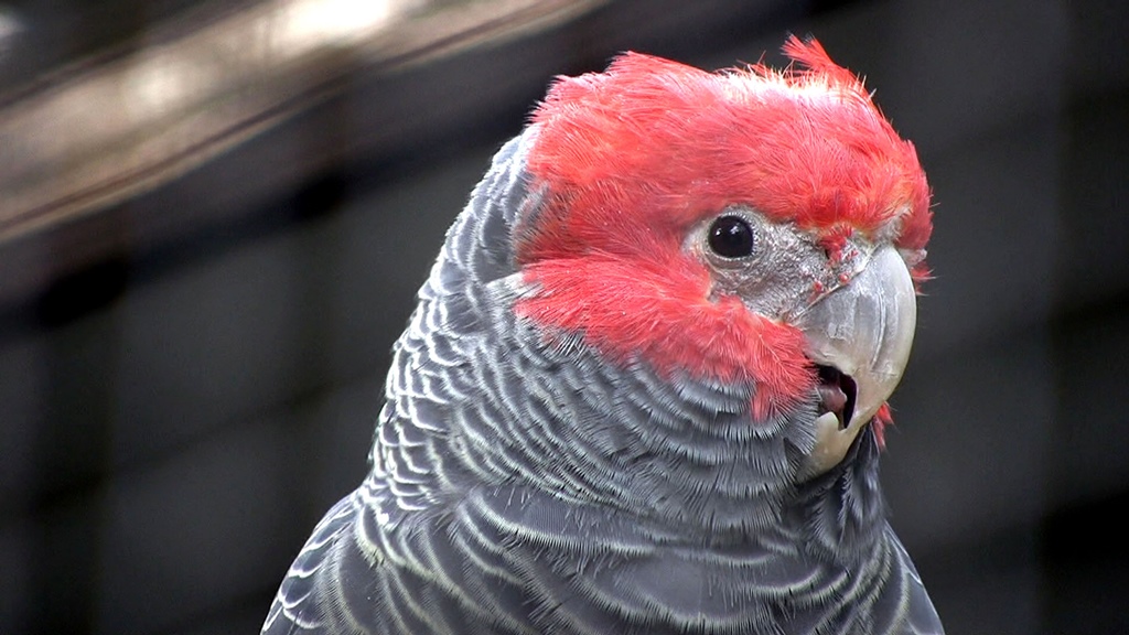 A Red-Headed Parrot